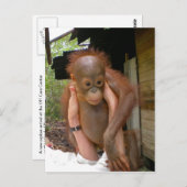 New Sweet Baby Orangutan Postkarte (Vorne/Hinten)