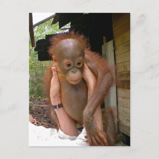 New Sweet Baby Orangutan Postkarte (Vorderseite)