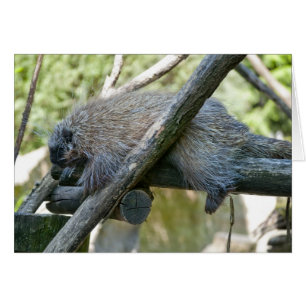 New World Porcupine