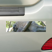New World Porcupine Autoaufkleber (Auf Auto)