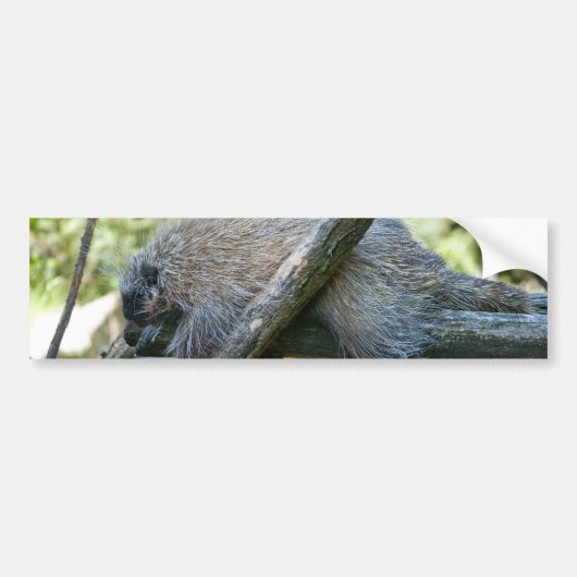 New World Porcupine Autoaufkleber (Vorne)