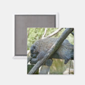 New World Porcupine Magnet (Vorderseite/Rückseite)