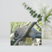 New World Porcupine Postkarte (Stehend Vorderseite)