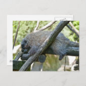 New World Porcupine Postkarte (Vorne/Hinten)