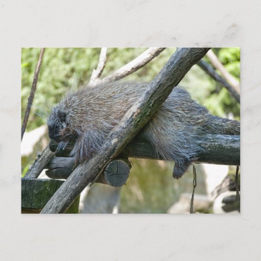 New World Porcupine Postkarte (Vorderseite)