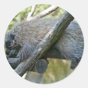 New World Porcupine Runder Aufkleber