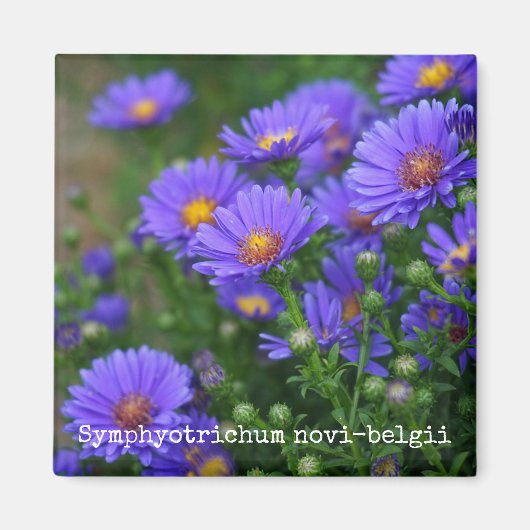 New York Aster Botanical Magnet (Vorne)