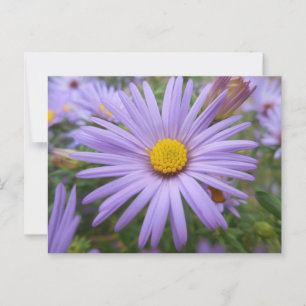 New York Aster "Magic Lila" im Herbst Postkarte