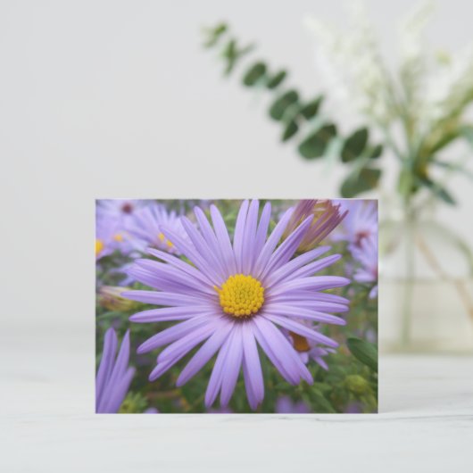 New York Aster "Magic Lila" im Herbst Postkarte (Stehend Vorderseite)