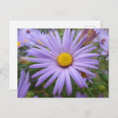 New York Aster "Magic Lila" im Herbst Postkarte (Vorne/Hinten)