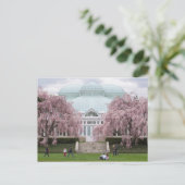 New York Botanischer Garten Pink Weeping Cherry Postkarte (Stehend Vorderseite)