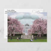 New York Botanischer Garten Pink Weeping Cherry Postkarte (Vorne/Hinten)