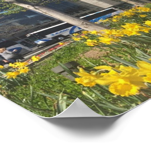 New York City Daffodis Columbus Circle NYC Spring Poster (Ecke)