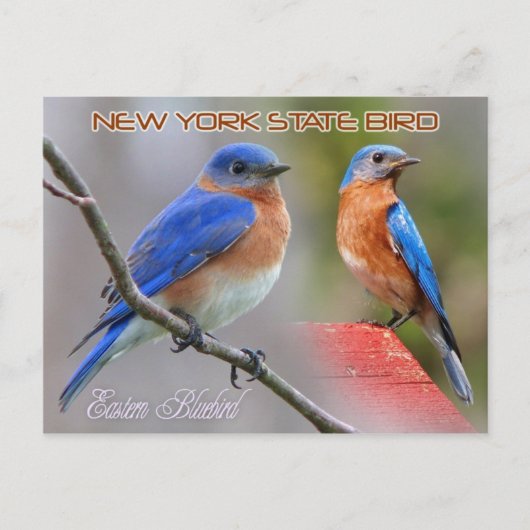 New York Staat Bird - Eastern Bluebird Postkarte (Vorderseite)