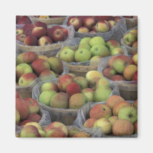 New Yorker State Macintosh-Äpfel in Körben Magnet