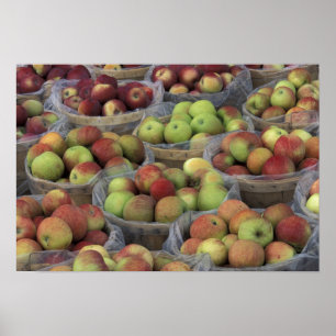 New Yorker State Macintosh-Äpfel in Körben Poster