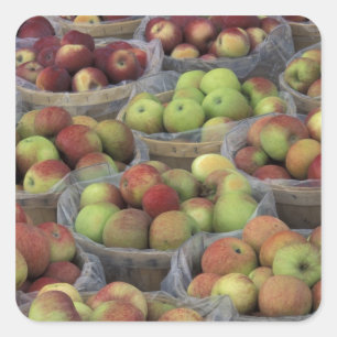 New Yorker State Macintosh-Äpfel in Körben Quadratischer Aufkleber