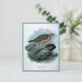 New Zealand Harrier Vintag Bird Illustration Postkarte (Stehend Vorderseite)