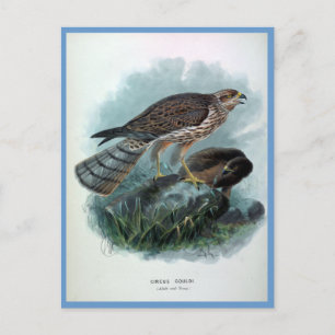 New Zealand Harrier Vintag Bird Illustration Postkarte