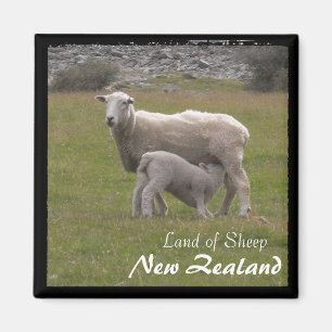New Zealand, Lamb feeding No.2 (Magnet) Magnet