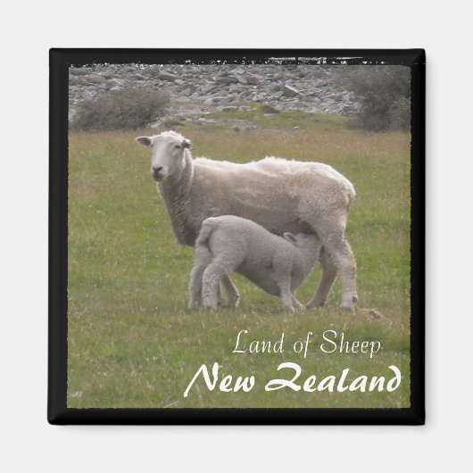 New Zealand, Lamb feeding No.2 (Magnet) Magnet (Vorne)