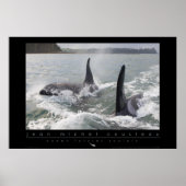 New Zealand Orca Poster (Vorne)