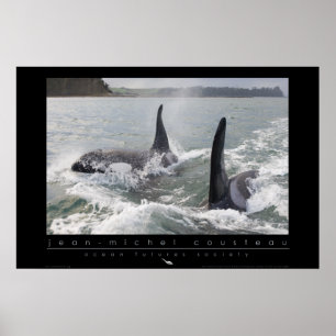 New Zealand Orca Poster