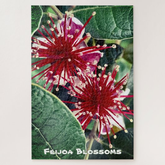New Zealand Spring Red Blooming Feijoa Fruit Tree Puzzle (Vertikal)
