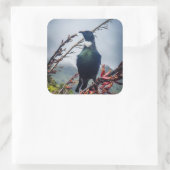 New Zealand Tui Bird Sticker (Tasche)