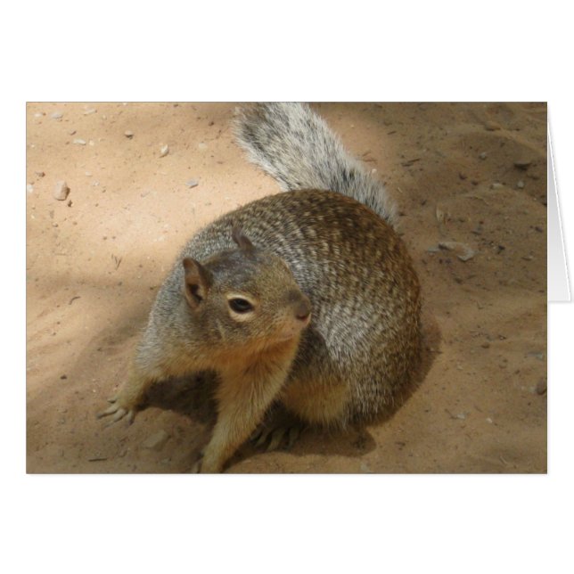 ~New Zion FuZzY Typ~ (Vorderseite (Horizontal))