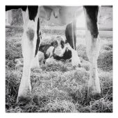 Newborn Holstein Calf Poster (Vorderseite)