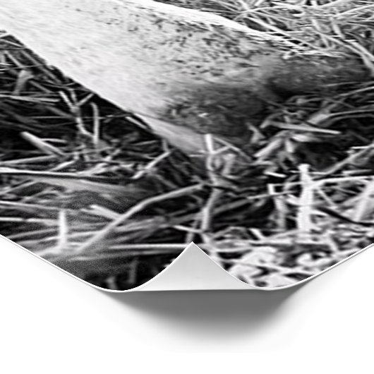 Newborn Holstein Calf Poster (Ecke)