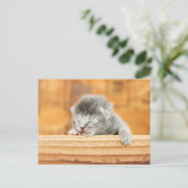 Newborn Kitten Barn Cat Postkarte (Stehend Vorderseite)