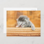 Newborn Kitten Barn Cat Postkarte (Vorne/Hinten)