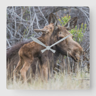Newborn Moose Calf Nuzzling its Mother Quadratische Wanduhr