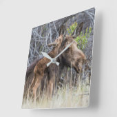 Newborn Moose Calf Nuzzling its Mother Quadratische Wanduhr (Winkel)