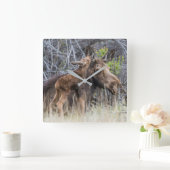 Newborn Moose Calf Nuzzling its Mother Quadratische Wanduhr (Zuhause)