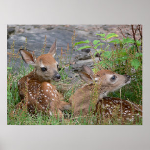 Newborn Twin Bambis Poster