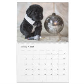 Newf Fashion Kalender (Jan 2026)