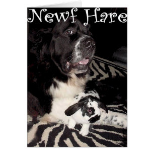 Newf Hasen