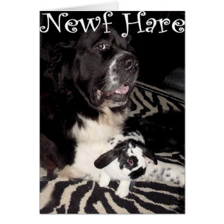 Newf Hasen