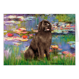 Newfie (braun) - Lilien 2
