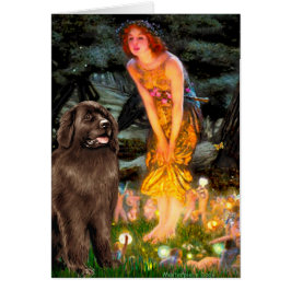 Newfie (braun) - MidEve