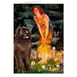 Newfie (braun) - MidEve