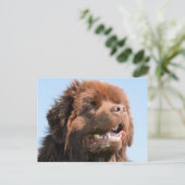 newfie brawn.png postkarte (Stehend Vorderseite)