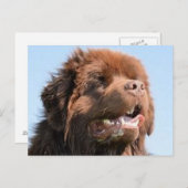 newfie brawn.png postkarte (Vorne/Hinten)