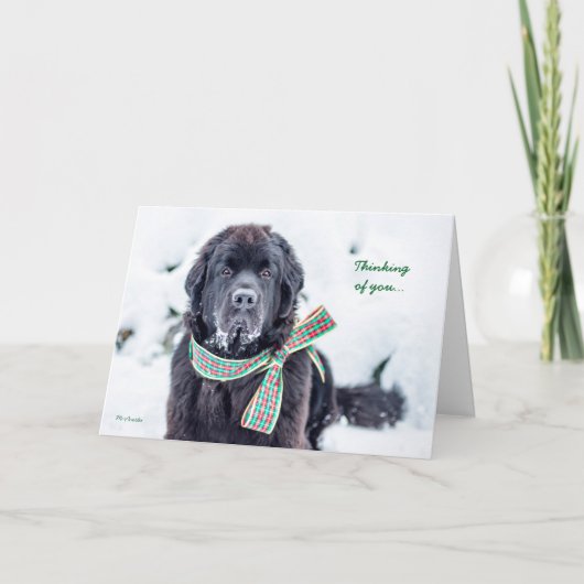 Newfie Feiertags-Wünsche für Sie Feiertagskarte (Vorderseite)