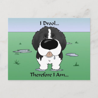 Newfie (Landseer) - I Drool Postkarte