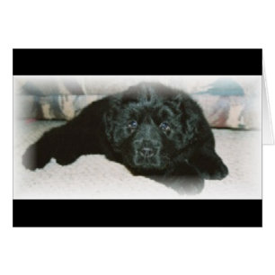 Newfie Liebe
