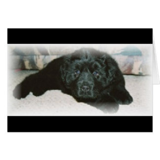 Newfie Liebe